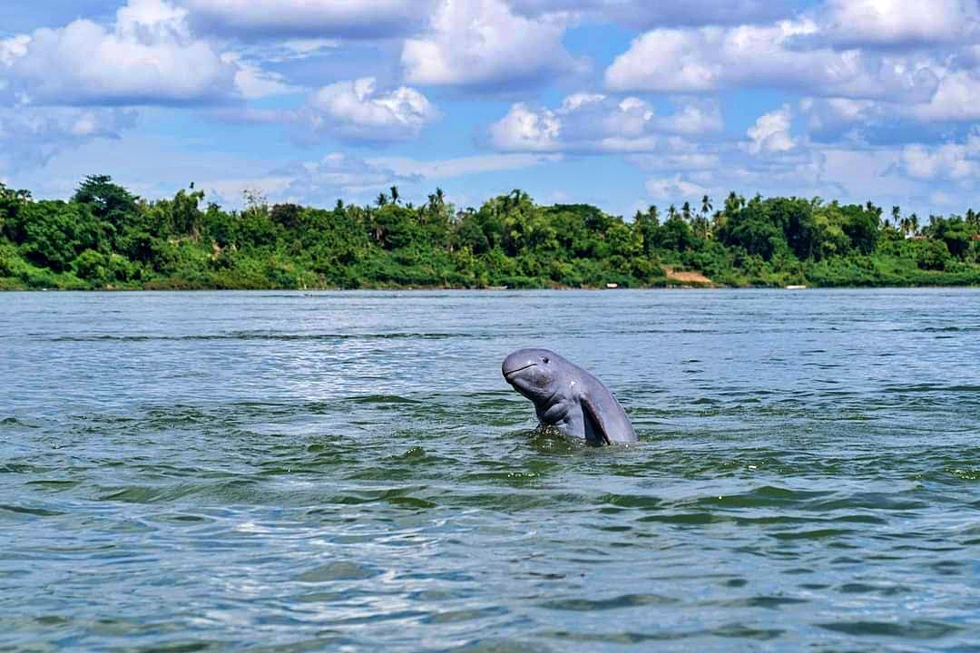 dolphins Kratie