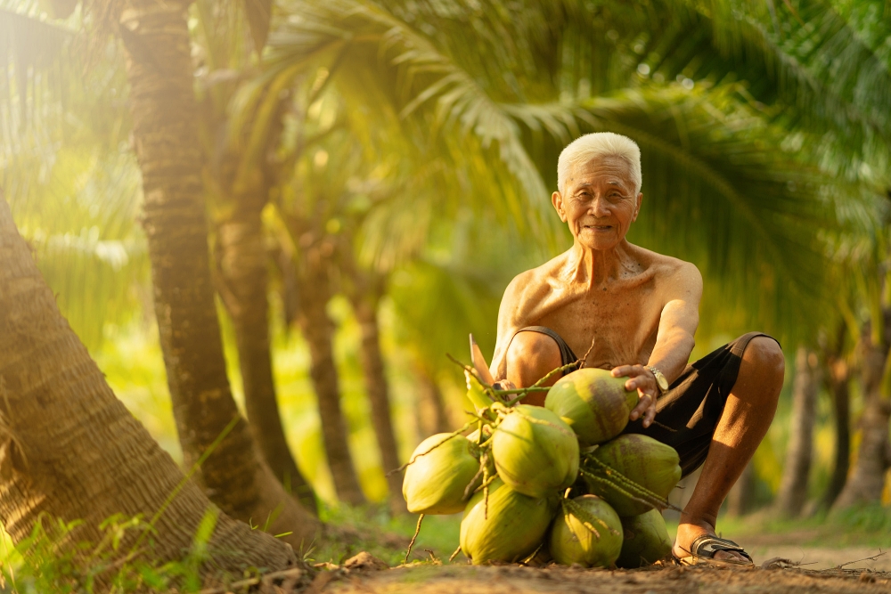 Old man collecting coconut in coconut farm in thailand.