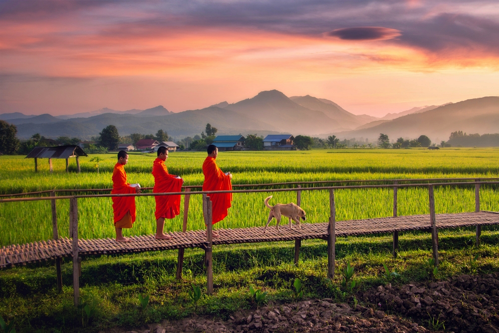Monks ricefields in Thailand