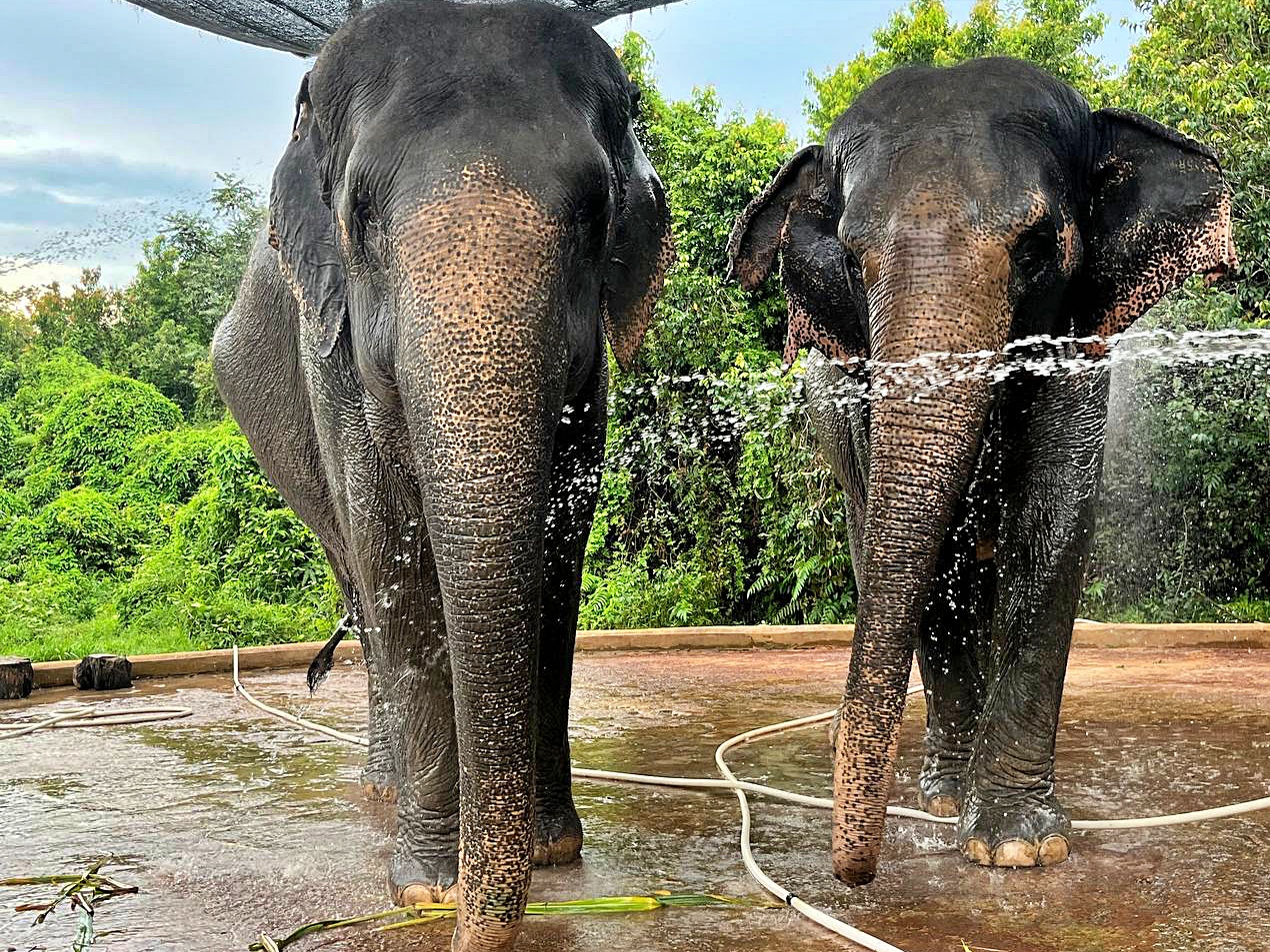 Kulen elephant project