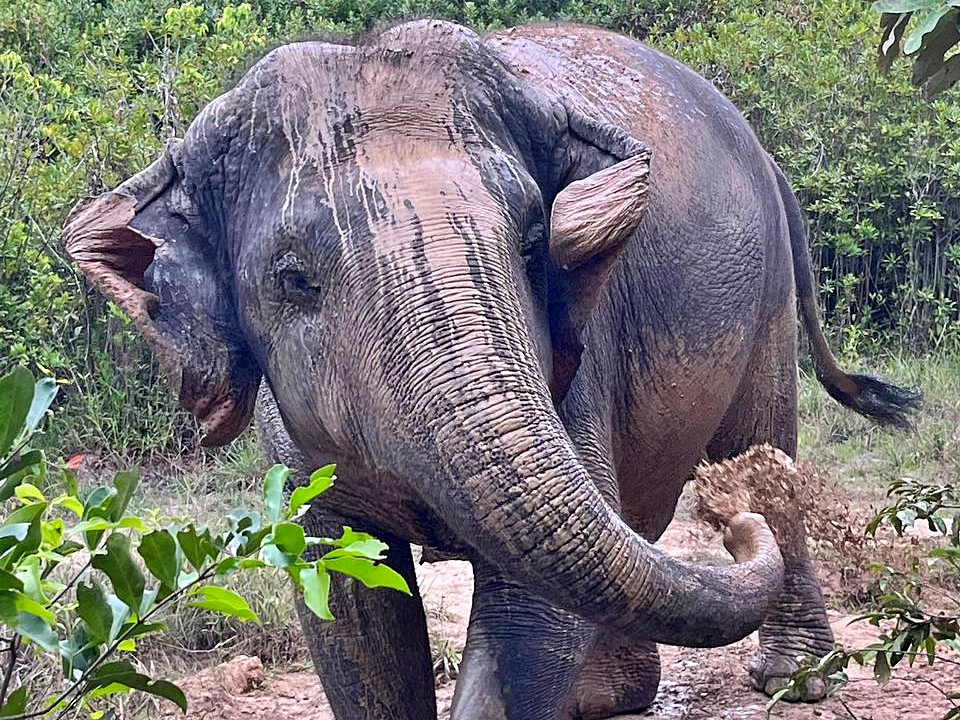 Kulen elephant