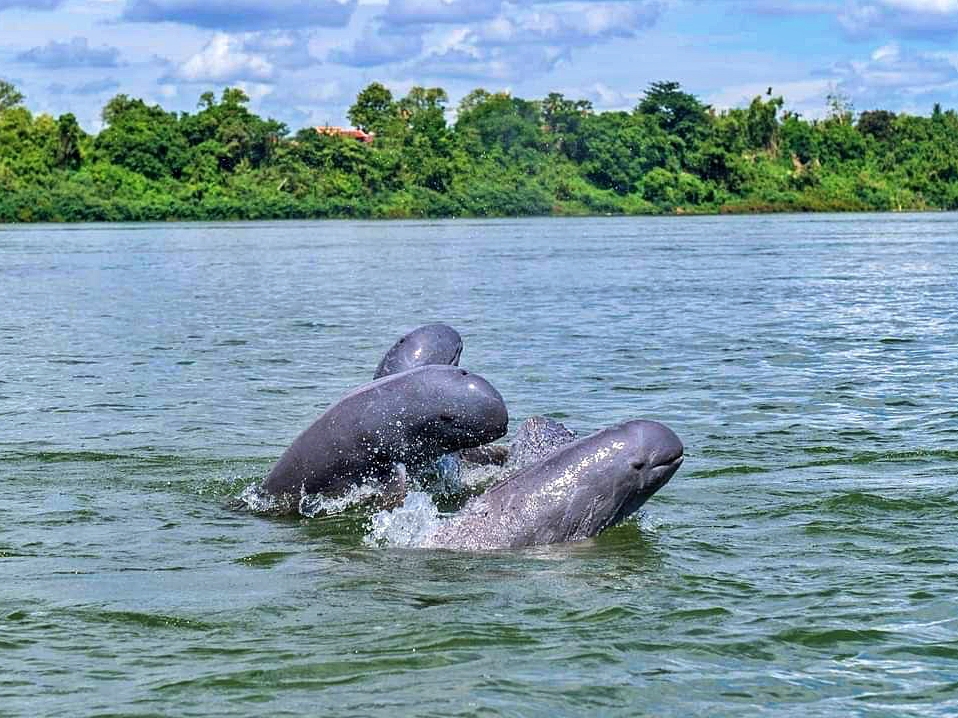 dolphins in Kratie