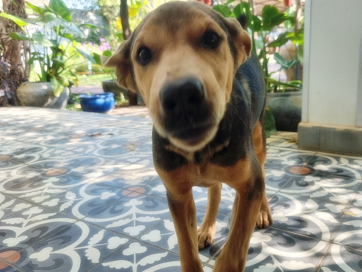 Resque dog