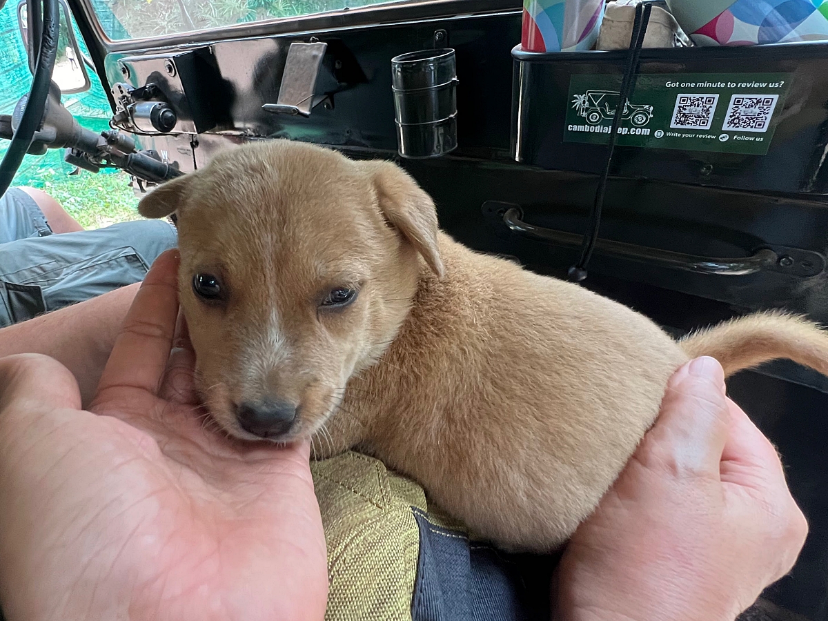 Puppy resque Siem Reap