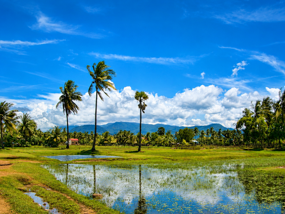 Palmtrees and ricefields