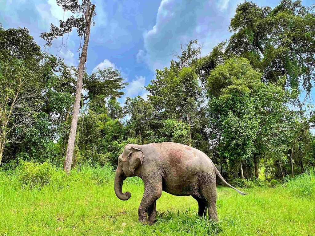 most lonely elephant